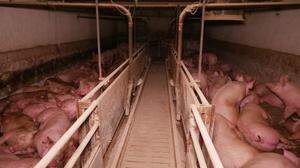 Die Bilder aus dem Schweinemastbetrieb machten Tierschützer öffentlich 