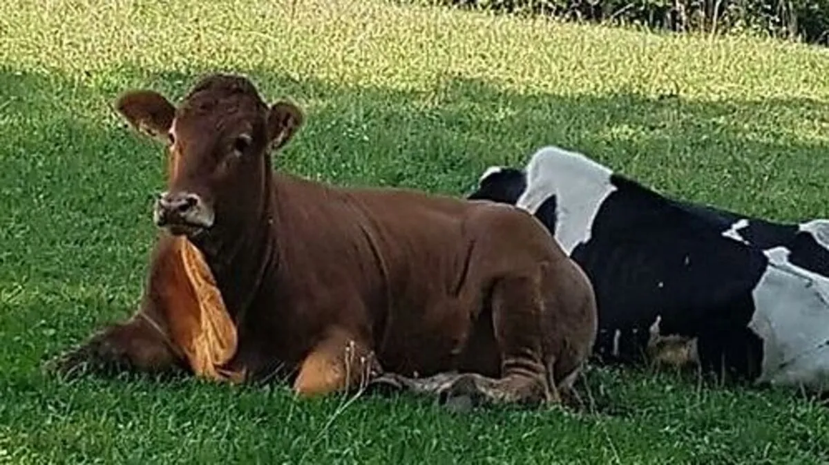 Eine der drei ausgerissenen Kühe wurde gefunden