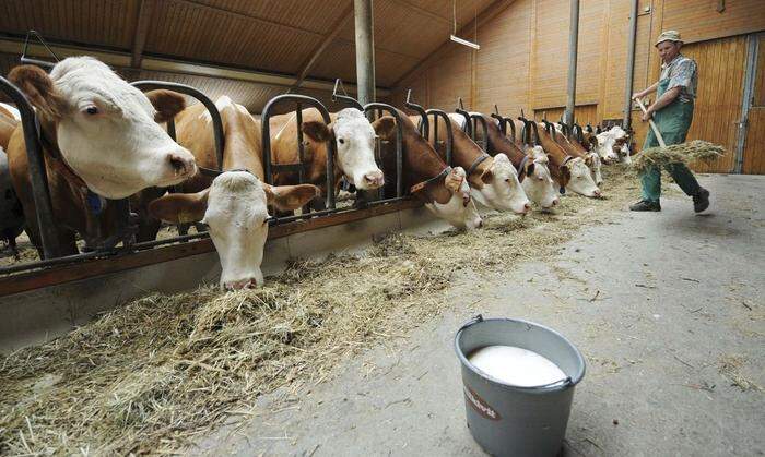 Immer weniger Milchviehbetriebe werden fortgeführt 