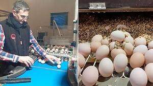 5500 Eier pro Tag werden produziert