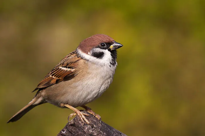 Der Feldsperling landete auf Platz zwei