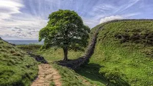 Der „Robin Hood“-Baum in England steht nicht mehr: Zwei Männer haben ihn gefälltc