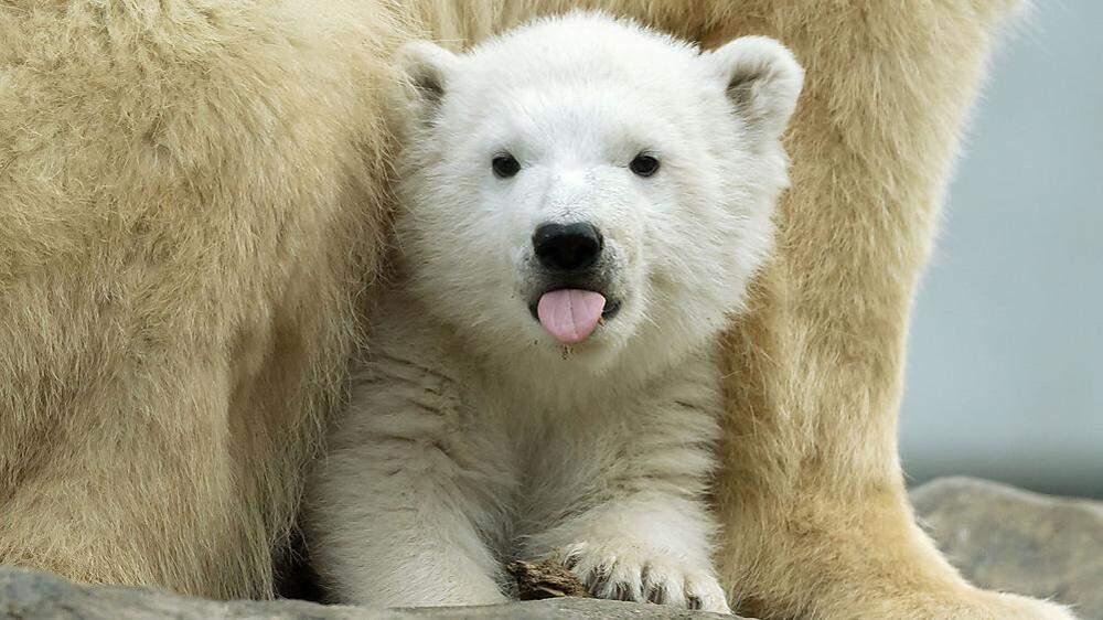 Das Eisbären-Baby Finja 