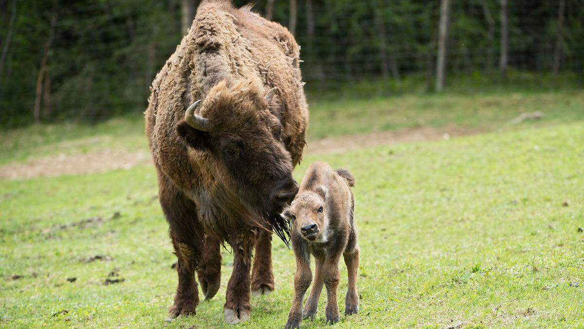 Tierischer Nachwuchs im Wildpark Assling