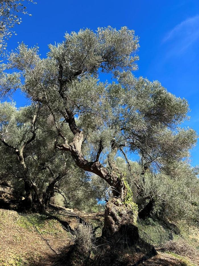 Die Olivenhaine, aus denen das hochwertige Olivenöl gewonnen wird, sind teils mehr als 2000 Jahre alt
