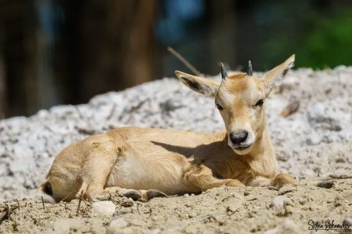 Besonders freut man sich im Zoo über den Nachwuchs bei den Arabischen Oryxantilopen, die in freier Wildbahn bereits ausrottet waren, durch Bemühungen von Tiergärten aber erfolgreich wieder angesiedelt wurden. Babys gibt es auch bei den Maras, diversen exotischen Vögeln und - demnächst - bei den Kattas.