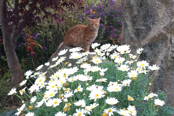 Der "Tiger" wacht über seinem Reich in Miesenbach.
