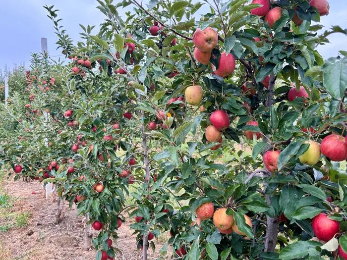 Noch hängen die Äpfel an den Bäumen. In der kommenden Woche startet bei Schweiggl, Österreichs größtem Apfelproduzenten, die Ernte