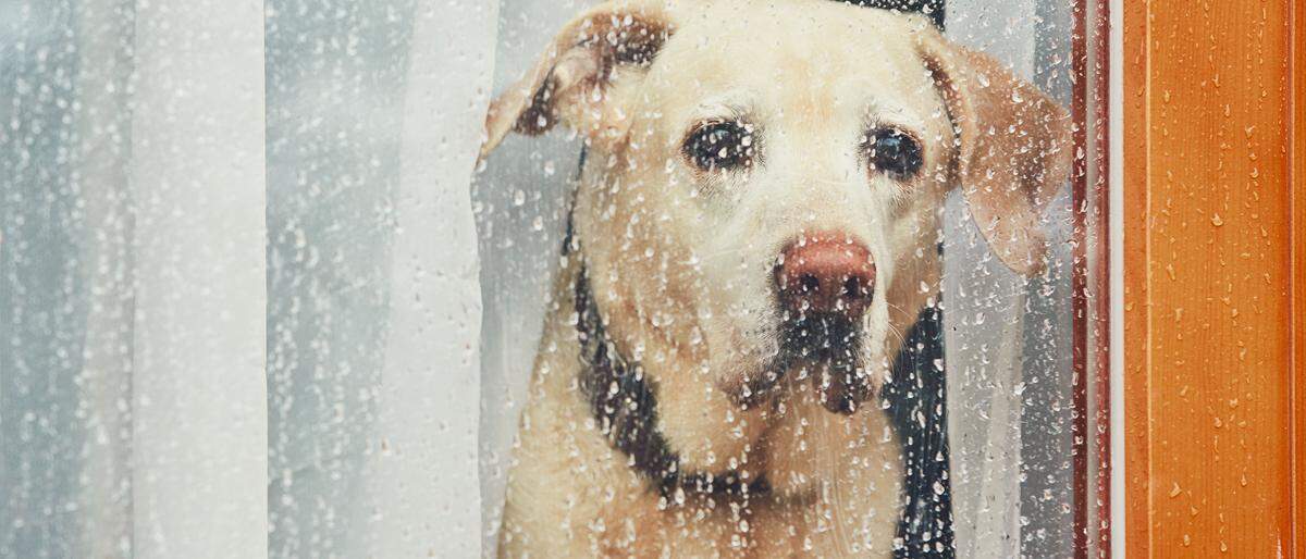 Hundewetter: Soll man auch bei Regen lüften?