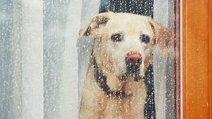Hundewetter: Soll man auch bei Regen lüften?