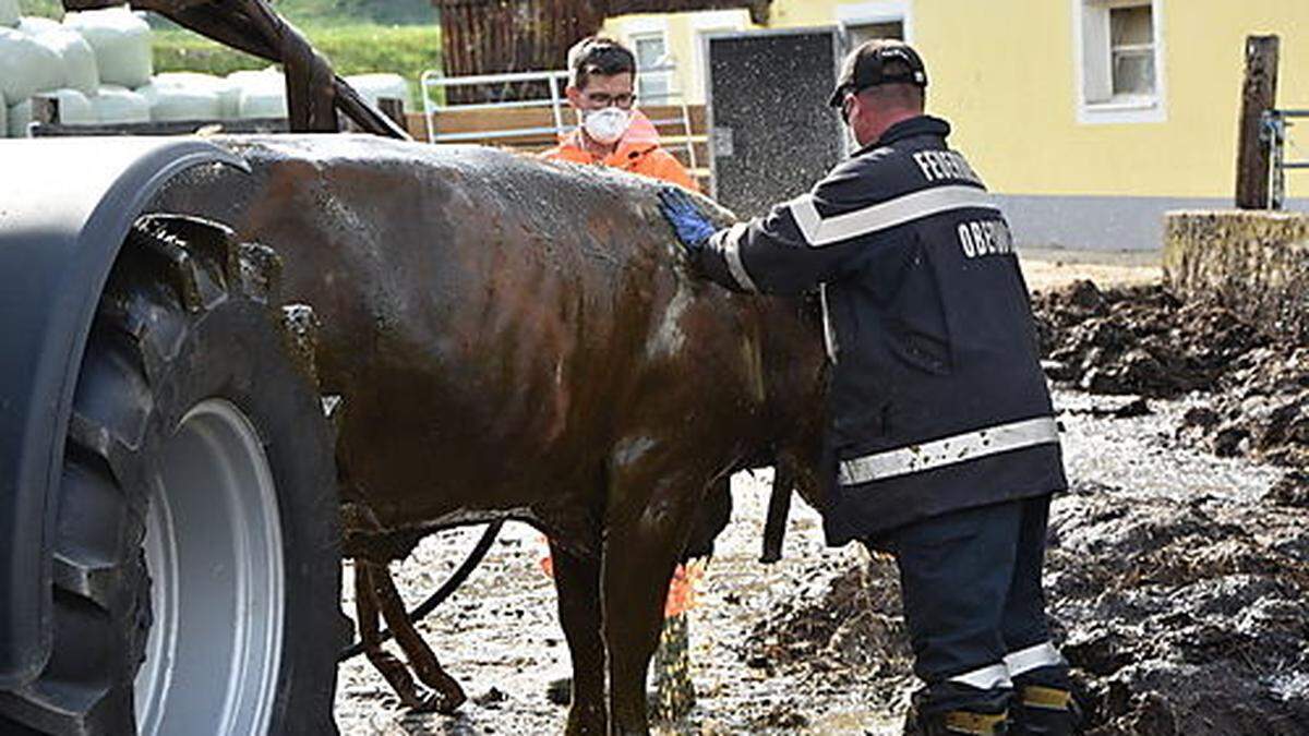 Feuerwehr Oberwölz musste am 18. Mai zu einer Tierrettung ausrücken 