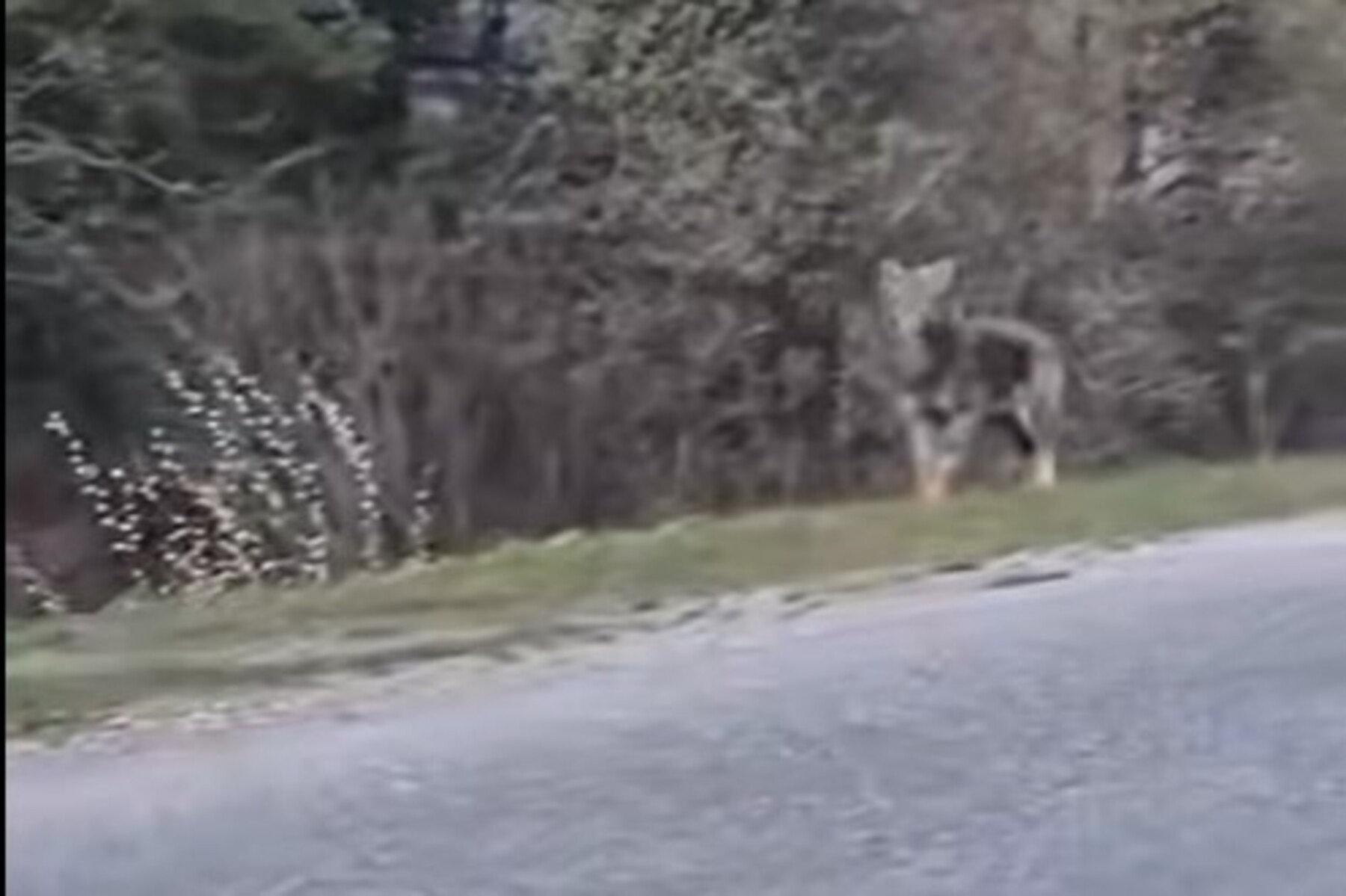 Wolfssichtung: „Ich spinn, ich scheiß mir die Hose an“