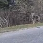 Der Wolf wurde auf der Landesstraße in Außervillgraten gesichtet