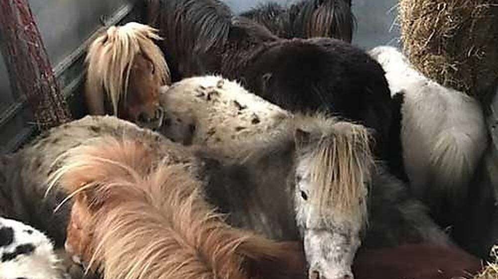 In St. Valentin (Bezirk Amstetten) ist am Sonntag ein überfüllter Tiertransporter gestoppt worden