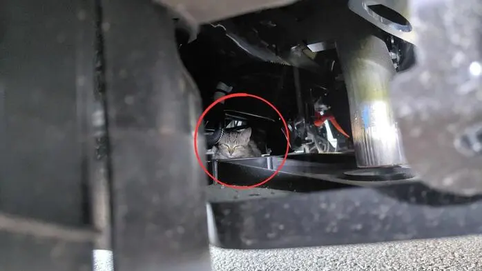 Die junge Katze gab ihren Rettern Rätsel auf