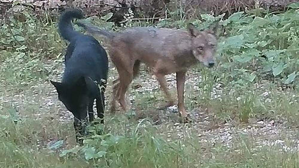 Slowenien macht Jagd auf Hybrid-Wölfe 