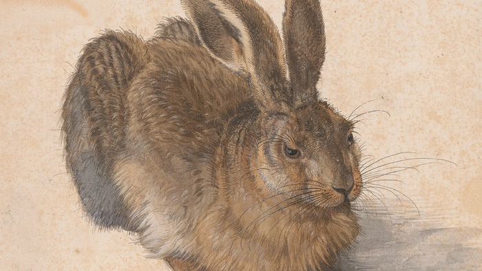 Albrecht Dürer, Feldhase 1502