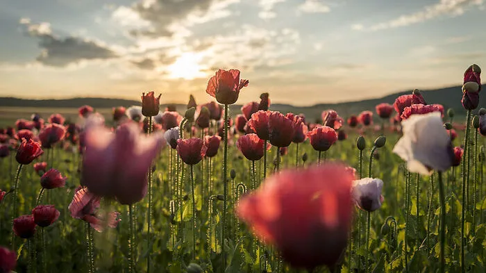 Armschlag. In der französischen Provence wird der Lavendel bald felderweise lila leuchten. Aber das mit dem Blütenmeer kann das niederösterreichische Dorf Armschlag auch. Im Juli sorgt dort der Mohn in lila, rot und weiß für ein Farbenfeuerwerk.