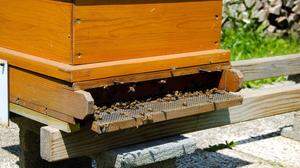 An heißen Tagen fliegen die Bienen weniger und belüften stattdessen den Stock