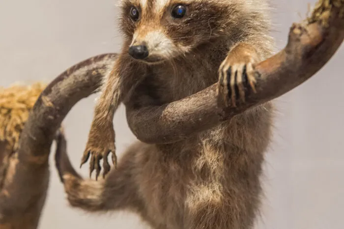 Die Ausstellung erzählt vom Suchen, Finden, Balzen und Paaren - und endet damit,auch den Nachwuchs vorzustellen. Einen jungen Waschbären beispielsweise.
