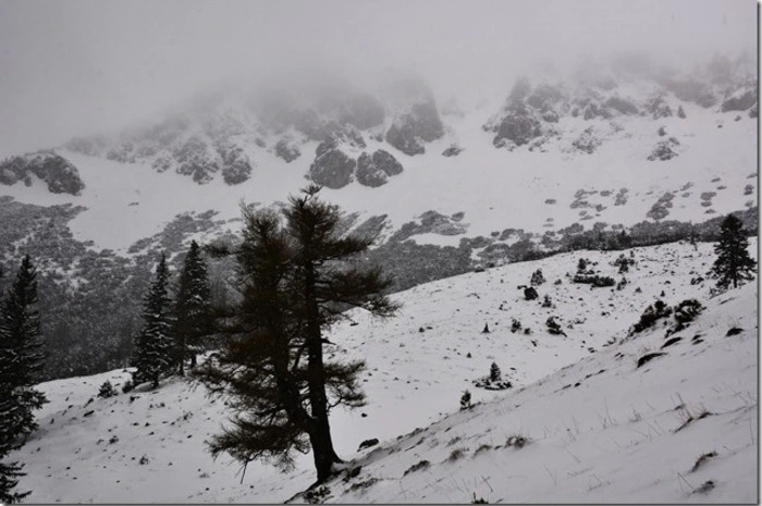 Am Dienstagnachmittag fing Leserreporter Herbert Podbressnik bei einer kleinen Tour über die Brunnalm Richtung Hohe Veitsch dieses Schneebild ein: "Heute sah ich wieder sehr viele Schneerosen die sich aus den Neuschnee streckten."