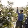 Immer mehr Menschen wollen ihren Christbaum selbst schneiden | Immer mehr Menschen wollen ihren Christbaum selbst schneiden