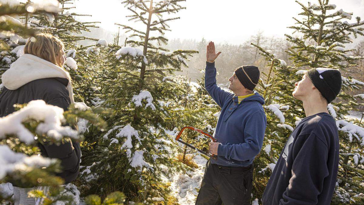 Immer mehr Menschen wollen ihren Christbaum selbst schneiden | Immer mehr Menschen wollen ihren Christbaum selbst schneiden