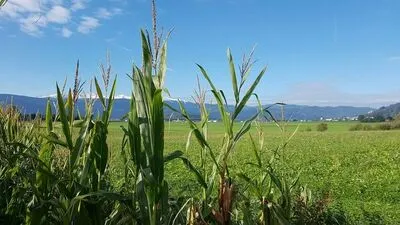 Während beim Grünland große Ausfälle zu verzeichnen sind, hofft man auf eine gute Maisernte bei trockenem Boden