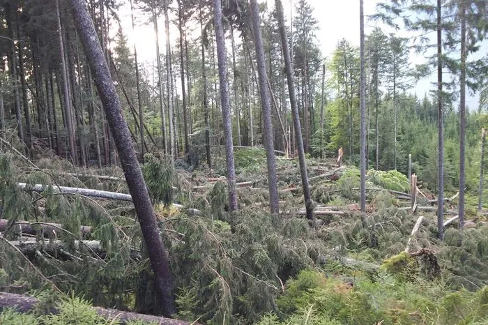 Stark betroffen ist der Grundwald, ein Hochtal zwischen Weißensee und Drautal.