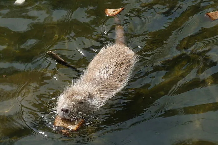 „Bestand wurde dezimiert“, sagen die Gemeinde Gleisdorf und Jagdbehörde. Wurden die Nutrias in Gleisdorf etwa erschossen?