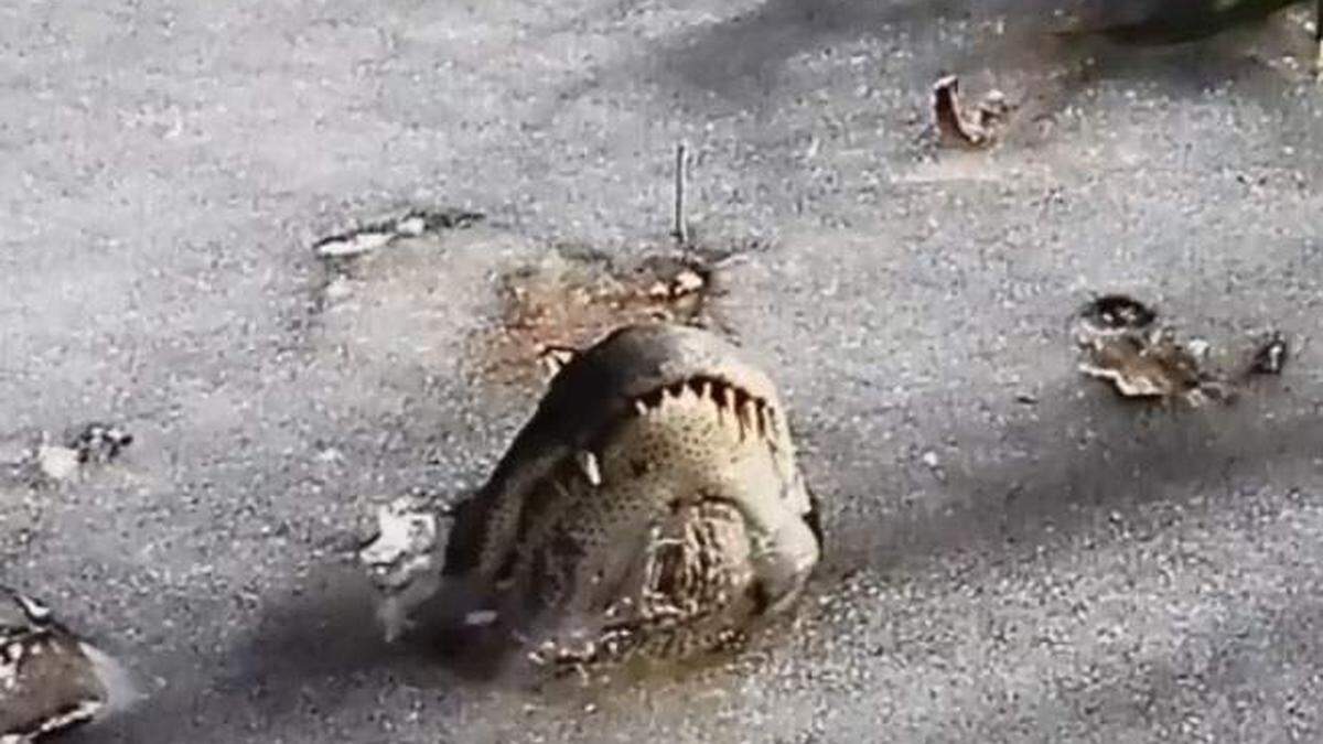 Ein &quot;eingefrorener&quot; Alligator 