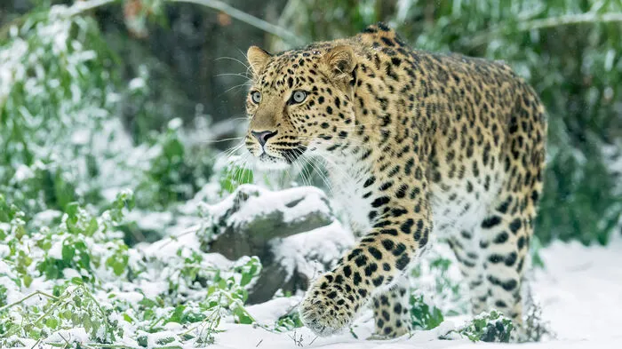 Über Nacht hat sich der Tiergarten Schönbrunn in eine Winterlandschaft verwandelt - neue Bedingungen für die prächtigen Arten dort. Im Bild: ein majestätischer Amurleopard.
