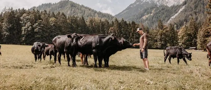 20 Wagyu-Rinder nennt Andreas Wieser aus Gröbming sein Eigen. Die Herde soll größer werden, so der Plan