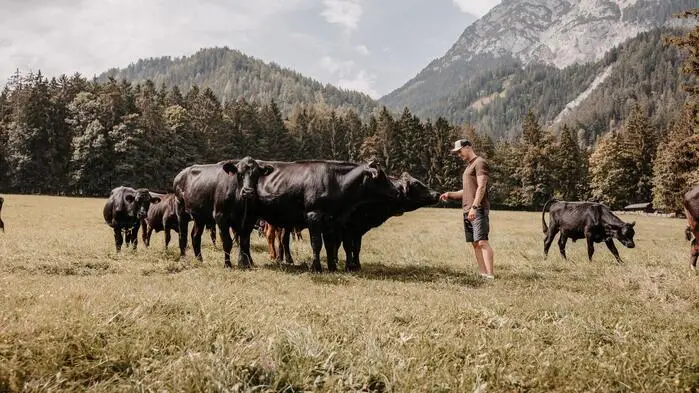 20 Wagyu-Rinder nennt Andreas Wieser aus Gröbming sein Eigen. Die Herde soll größer werden, so der Plan