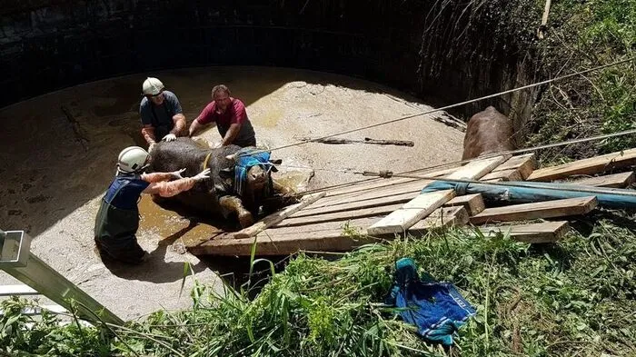 Die Tiere wurde aus der Grube gerettet