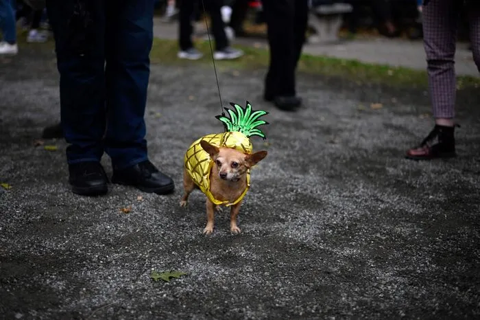 Hunderte Hunde wetteiferten kostümiert um den ersten Platz.