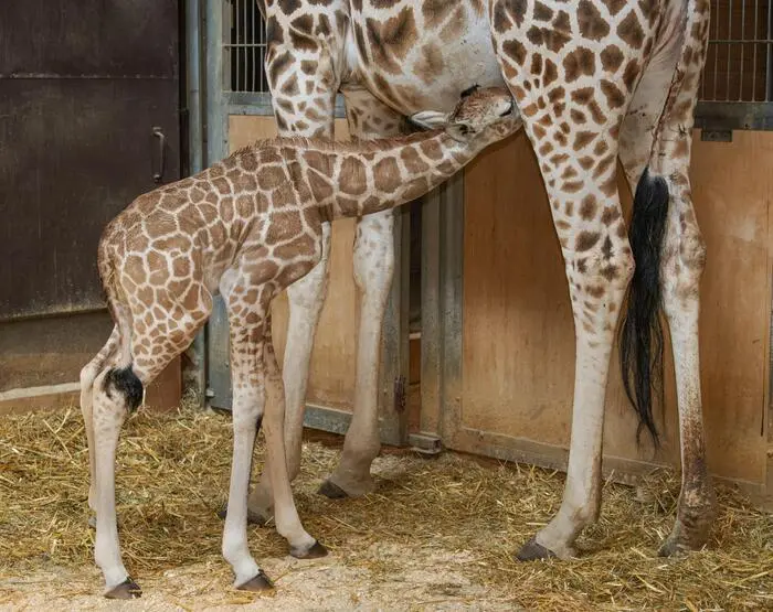 Giraffenbaby Moyo mit seiner Mutter