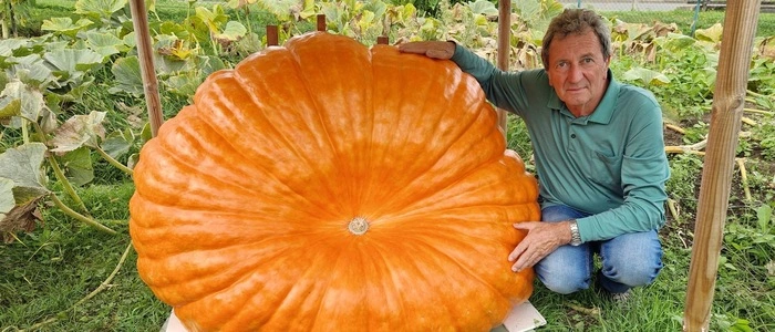 Horst Jöbstl hockt neben seinem riesengroßen orangen Kürbis | Über eine halbe Tonne – Horst Jöbstl präsentiert sein diesjähriges Prachtexemplar