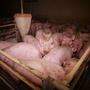 Bilder aus der Schweinemast sorgen immer wieder für Kritik