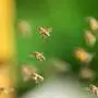 Millionen Bienen entkamen in den USA aus einem umgestürzten Lastwagen