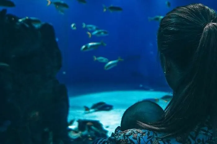 Den Blå Planet. Das Aquarium von Kopenhagen ist das größte in Nordeuropa. Besucher sind von den Wassertanks umgeben und fühlen sich wie auf dem Grund des Meeres. Vorab buchen kann man Erlebnisse wie ein persönliches Treffen mit den Seeottern Mojoe und Agnes, Schildkröten und sogar Hammerhaien.