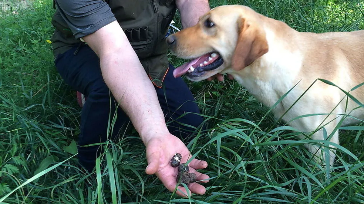 Hündin Lisa ging erfolgreich auf Trüffeljagd