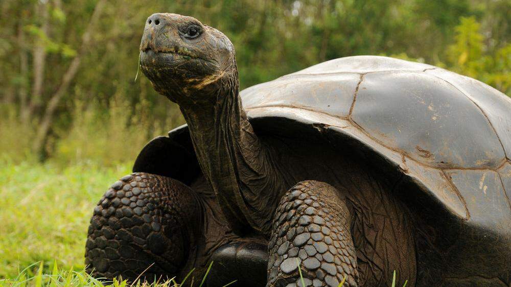 Mehr als 150 Riesenschildkröten finden neue Heimat 
