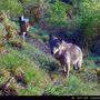 Wolf-Vergrämungen sind in Kärnten jetzt leichter durchführbar