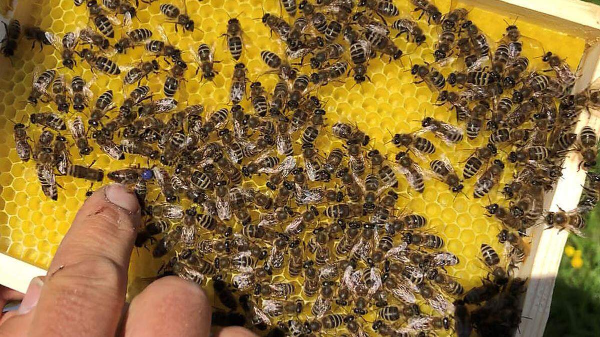 Imker sehen den Schutz der heimischen Carnica-Biene durch den Entwurf des neuen steirischen Bienenwirtschaftsgesetzes gefährdet