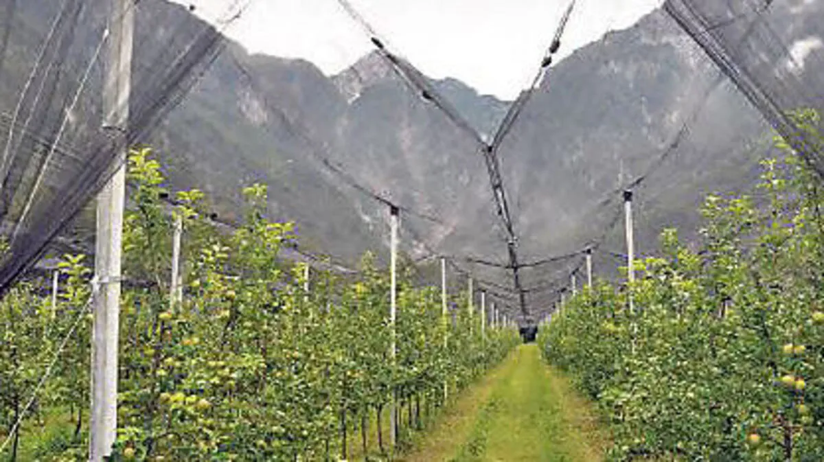 Die Arbeiten in den Weingärten erfordern einen hohen Einsatz