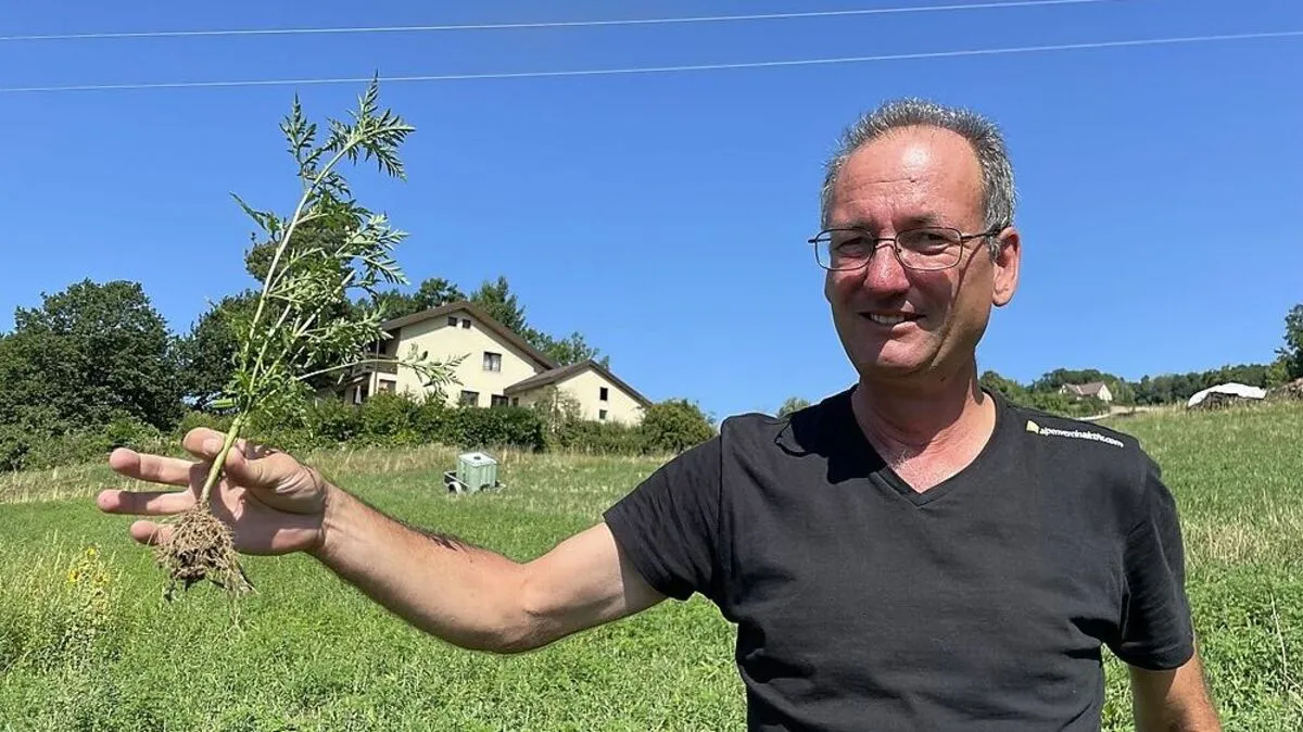 Die Ambrosia kommt auch in der Oststeiermark vor - ohne Handschuhe sollte man sie normalerweise nicht anfassen