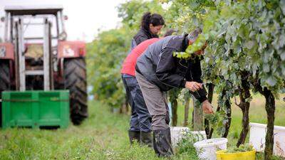 Brüssel schraubt den Ausbau der Weinanbauflächen zurück
