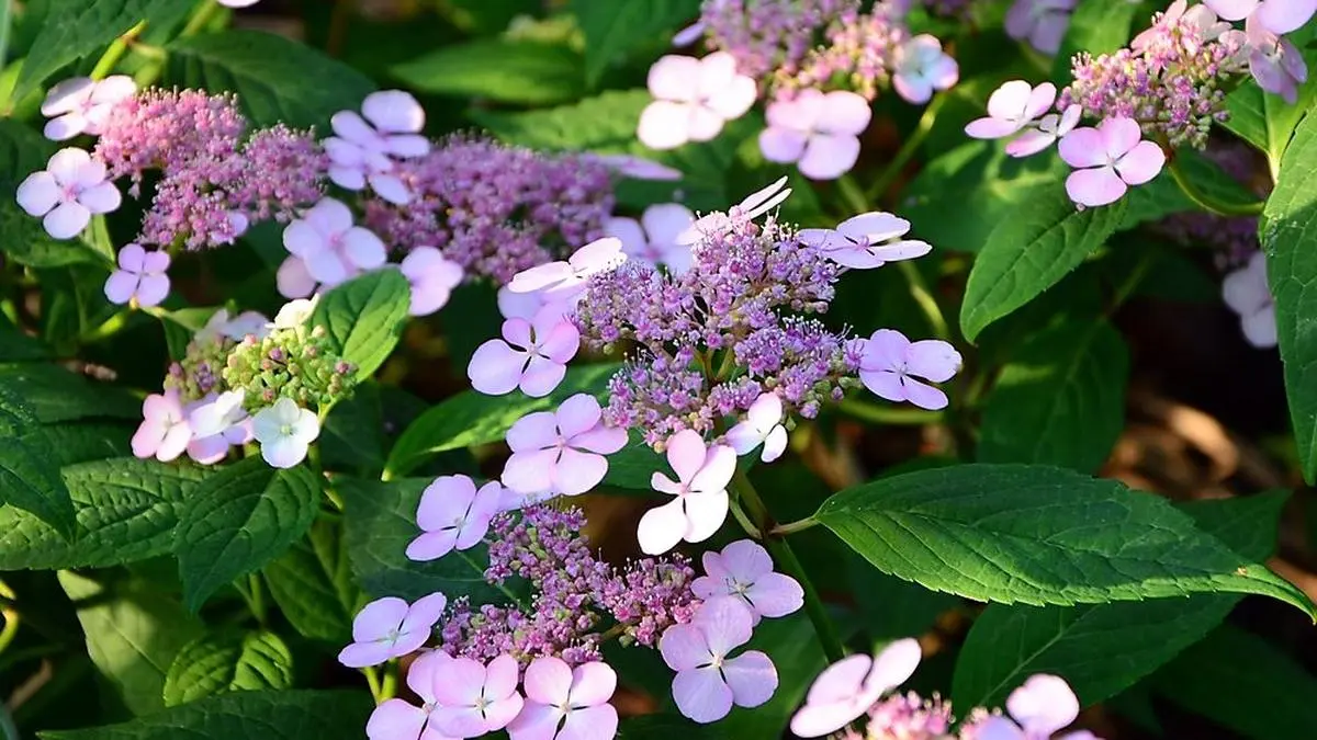 Blütenpracht im Garten