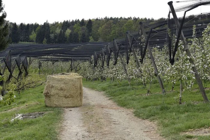 ... in größeren Abständen die Strohballen zum Abbrennen um mit der erwärmten Luft die Frostgefahr zu mildern.